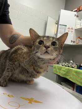 SUKI -  Domestic Short Hair Cat for Adoption in Indianapolis, Indiana - SUKI | PetCurious