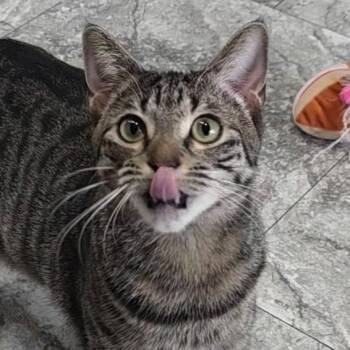 Domestic Short Hair Cats Available for Adoption - Emily | PetCurious