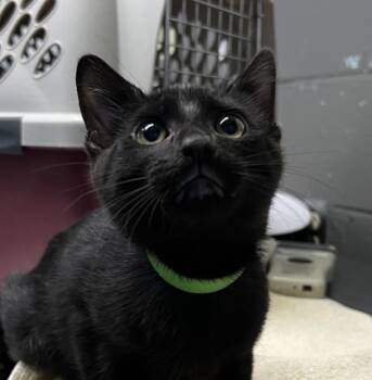 Rescue Domestic Short Hair Cats for Adoption in Fort Worth, Texas - Spot | PetCurious
