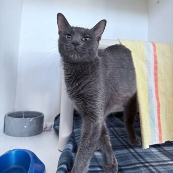 Rescue Domestic Short Hair Cats for Adoption in Warwick, Rhode Island - Lillian | PetCurious