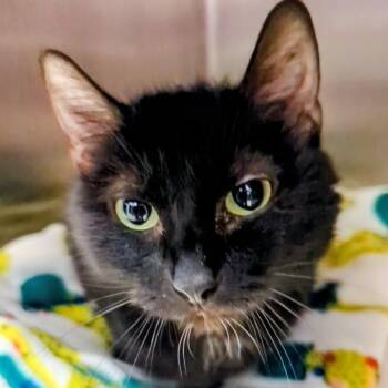 Applehead Siamese Cats Available for Adoption in Springfield, Illinois - Sox | PetCurious