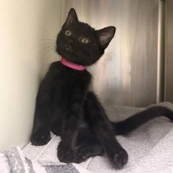 Rose -  Domestic Short Hair Cat for Adoption in Fairport, New York - Rose | PetCurious