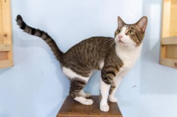 Rescue Bengal and Domestic Short Hair Cats for Adoption in Chicago, Illinois - Gatito | PetCurious