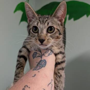 Domestic Short Hair Cats Available for Adoption - Rascal | PetCurious