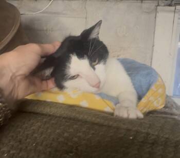 Domino -  Domestic Short Hair Cat for Adoption - Domino | PetCurious