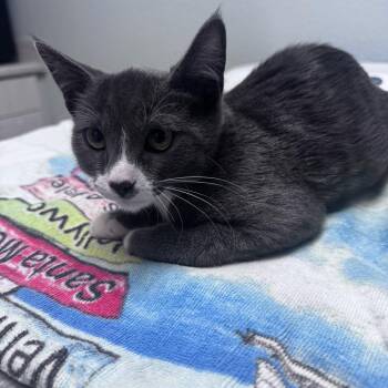 Belly -  Domestic Short Hair Cat for Adoption in Riverside, California - Belly | PetCurious
