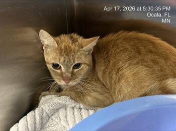 Domestic Short Hair Cats Available for Adoption in Ocala, Florida - A380502 | PetCurious