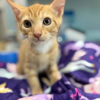 Roy -  Domestic Medium Hair Cat for Adoption in Pinellas Park, Florida - Roy | PetCurious