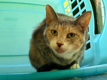 Tammy -  Domestic Short Hair Cat for Adoption in Pottsville, Pennsylvania - Tammy | PetCurious
