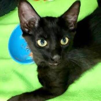 Watson -  Domestic Short Hair Cat for Adoption in Green Valley, Arizona - Watson | PetCurious