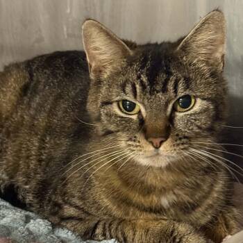 Tabby and Domestic Short Hair Cats Available for Adoption in Antioch, California - Biscuit | PetCurious