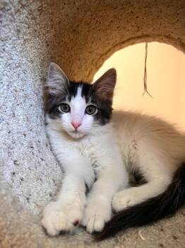 Phlox -  Domestic Short Hair Cat for Adoption in Los Angeles, California - Phlox | PetCurious