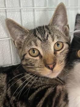 Elvis Purrsley -  Domestic Short Hair Cat for Adoption in Elmira, New York - Elvis Purrsley | PetCurious