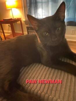 Paw Newman -  Domestic Short Hair Cat for Adoption in Rome, Georgia - Paw Newman | PetCurious