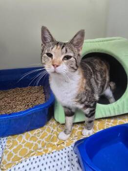 Turvy -  Domestic Short Hair Cat for Adoption in Danielsville, Georgia - Turvy | PetCurious