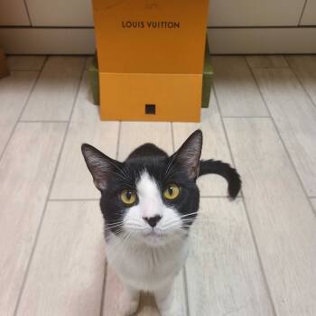 Rescue Domestic Short Hair Cats for Adoption - Louis Vuitton | PetCurious