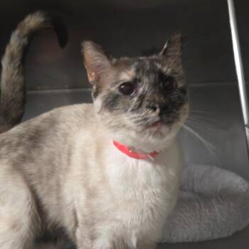 Siamese Cats Available for Adoption in San Jacinto, California - Esme | PetCurious