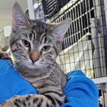Rescue Domestic Short Hair Cats for Adoption in Camden, Delaware - Yahtzee | PetCurious
