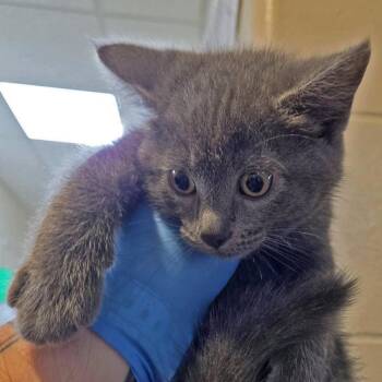 Fantine -  Domestic Short Hair Cat for Adoption in Plover, Wisconsin - Fantine | PetCurious