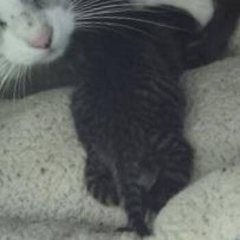 Breadstick -  Domestic Short Hair Cat for Adoption in Norman, Oklahoma - Breadstick | PetCurious