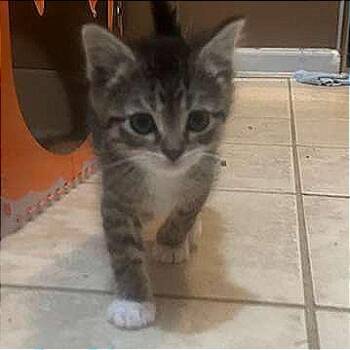 Spooky -  Domestic Short Hair Cat for Adoption in Winchester, Virginia - Spooky | PetCurious