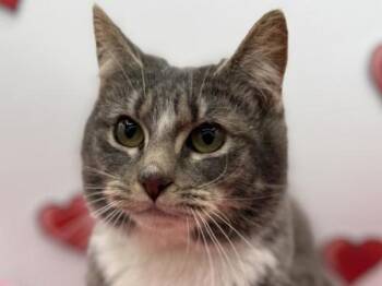 Domestic Short Hair Cats Available for Adoption - Josie | PetCurious