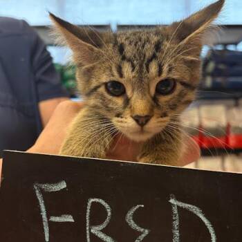 Domestic Short Hair Cats Available for Adoption in Minnetonka, Minnesota - Fred C69584 | PetCurious
