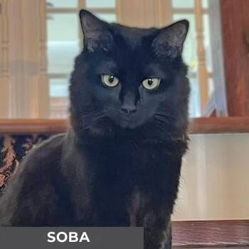 Domestic Medium Hair Cats Available for Adoption - Soba | PetCurious
