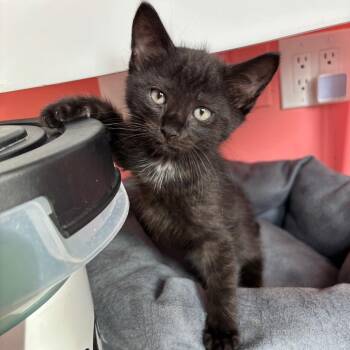 Domestic Short Hair Cats Available for Adoption in Granville, Ohio - On The Rocks | PetCurious