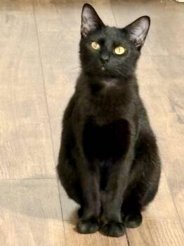 Andrea aka Dre -  Domestic Short Hair Cat for Adoption in Fort Worth, Texas - Andrea Aka Dre | PetCurious
