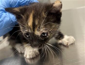 CINNAMON - NEEDS A FOSTER -  Domestic Short Hair Cat for Adoption in Ontario, California - CINNAMON - NEEDS A FOSTER | PetCurious