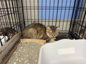 Domestic Short Hair Cats Available for Adoption - Ginger | PetCurious
