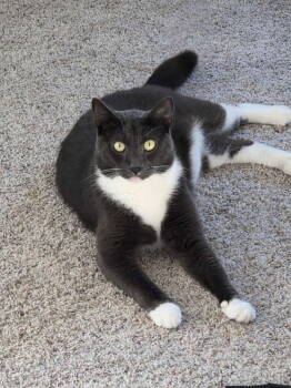 Rescue Domestic Short Hair Cats for Adoption in Delran, New Jersey - Luka | PetCurious