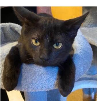 Joe -  Domestic Short Hair Cat for Adoption in Lafayette, Louisiana - Joe | PetCurious