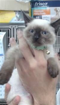 PRIMROSE -  Domestic Short Hair Cat for Adoption in Salinas, California - PRIMROSE | PetCurious
