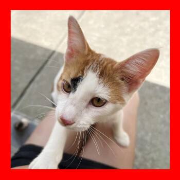 Calico Cats Available for Adoption in Durham, North Carolina - Jerry | PetCurious