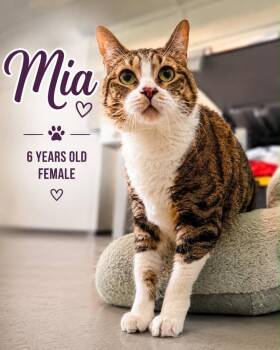 Mia -  Domestic Short Hair Cat for Adoption in Kingsland, Georgia - Mia | PetCurious