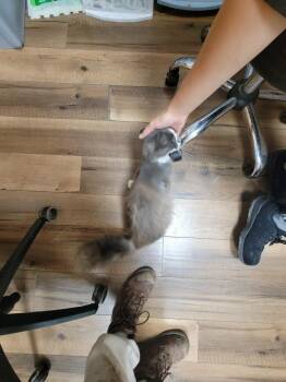 Izzy -  Domestic Long Hair Cat for Adoption in Lorain, Ohio - Izzy | PetCurious