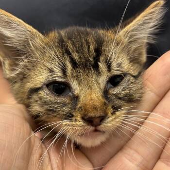 Amanda -  Domestic Short Hair Cat for Adoption in Corpus Christi, Texas - Amanda | PetCurious