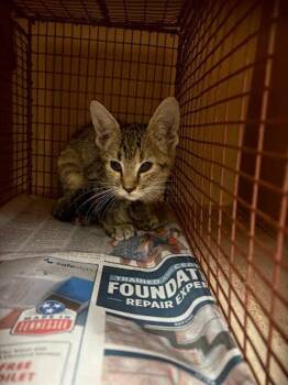 Kirara -  Domestic Short Hair Cat for Adoption in Austin, Texas - Kirara | PetCurious