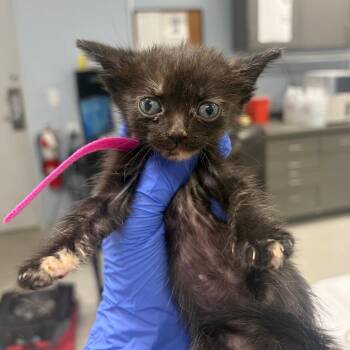 Cinder -  Domestic Short Hair Cat for Adoption in Milton, Florida - Cinder | PetCurious