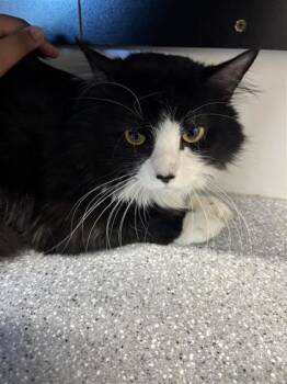 Zayne -  Domestic Long Hair and Domestic Short Hair Cat Available for Adoption in West Chester, Pennsylvania - Zayne | PetCurious