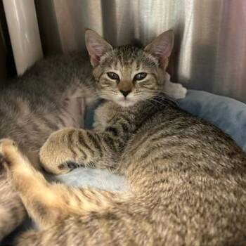 Olive -  Domestic Short Hair Cat for Adoption in Knoxville, Tennessee - Olive | PetCurious