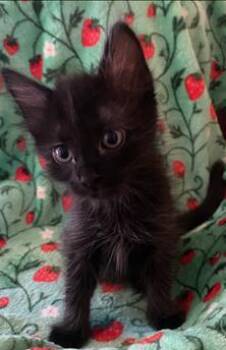 MELI -  Domestic Short Hair Cat for Adoption in Tustin, California - MELI | PetCurious