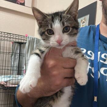 Domestic Short Hair Cats Available for Adoption in Chino Hills, California - Apollo - Chino Hills Location | PetCurious