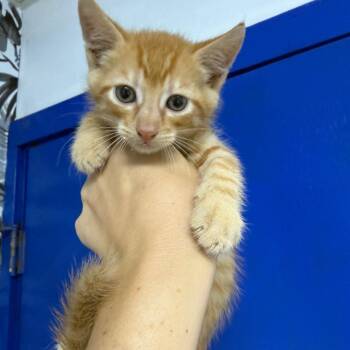 Domestic Short Hair Cats Available for Adoption in Wahiawa, Hawaii - Pickles | PetCurious