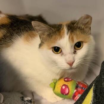 Rayna -  Domestic Short Hair Cat Available for Adoption in Monroe, Michigan - Rayna | PetCurious