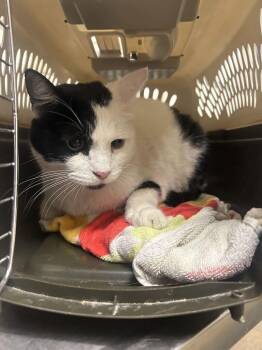 Liam -  Domestic Short Hair Cat for Adoption in Fruit Heights, Utah - Liam | PetCurious