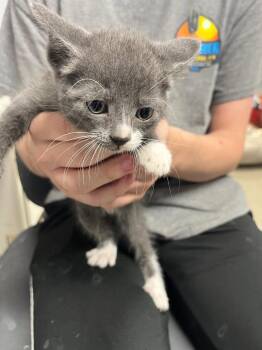 Domestic Short Hair Cats Available for Adoption in Hopkinsville, Kentucky - Dina | PetCurious
