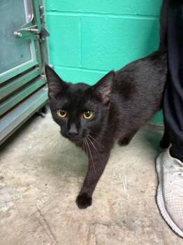Woody -  Domestic Medium Hair and Domestic Short Hair Cat for Adoption in Paducah, Kentucky - Woody | PetCurious